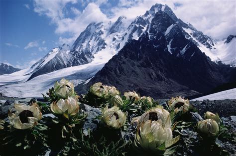 小石榴说科普 | 为什么新疆天山被称为世界自然遗产？ -天山网 - 新疆新闻门户