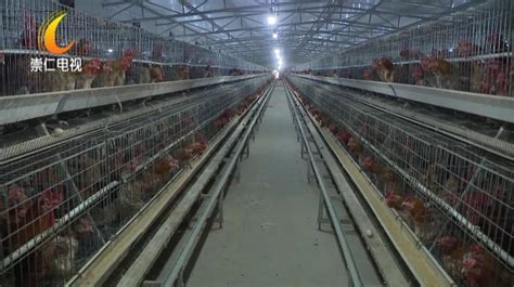 我县国品麻鸡生态科技园建设有序进行 助力崇仁麻鸡产业优化升级活力迸发_养殖