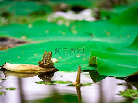 荷塘里的青蛙夏天蛤蟆池塘里跳上荷叶摄影图配图高清摄影大图-千库网