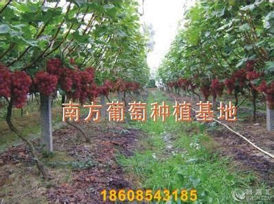 葡萄种植合作社“串”起乡村大产业 _www.isenlin.cn
