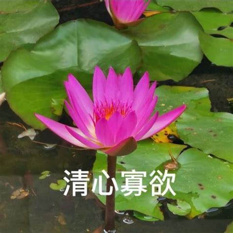 非主流头像老人女生