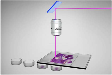 如何利用激光显微切割来改善生物标记物工作流程 - 技术前沿 - 生物在线 Lab-on-Web