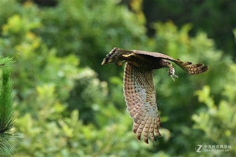 日本松雀鹰图片