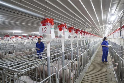 广西农垦良圻原种猪场：猪肉实现从猪场到餐桌全程可追溯|广西_新浪新闻
