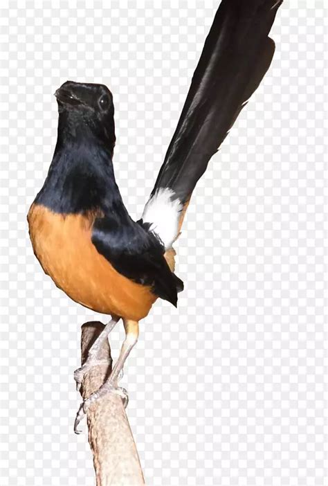 鸟大西洋金丝雀喜鹊-知更鸟PNG图片素材下载_图片编号1364946-PNG素材网