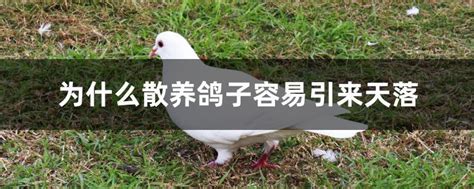 鸽友们请教一下，为什么养了一年的鸽子还会飞走，不回家- 鸽友圈 - 中国信鸽信息网