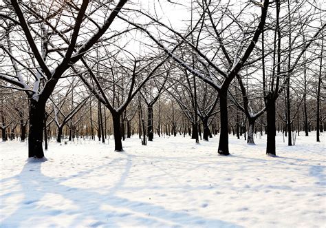 后院冻的树木在空中观察高清图片下载-正版图片304739054-摄图网