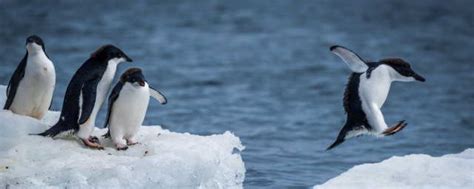 4.25世界企鹅日 | 听Jerry蜀黍讲他拍摄的世界各地的企鹅 | 野去自然旅行