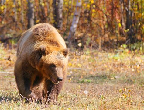 跑兽卡姆恰特棕熊在一条链子上荒野高清图片下载-正版图片307953772-摄图网