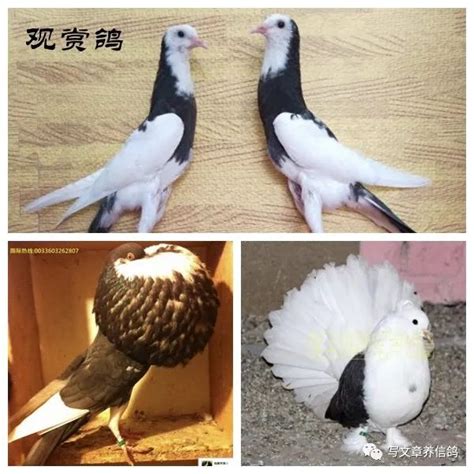 家里散养的鸽子与信鸽有什么区别-天下鸽问-ask.chinaxinge.com