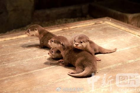水獭小宝贝花生_[标签:标题1]
