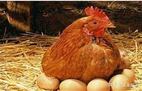 小鸡一天喂几次最为合适(一个月小鸡一天喂几次最为合适） - 植物百科网