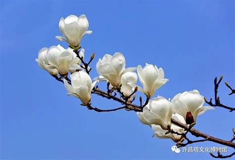 中国最老玉兰花树：东磊玉兰花王(树龄有八百多年)_排行榜123网
