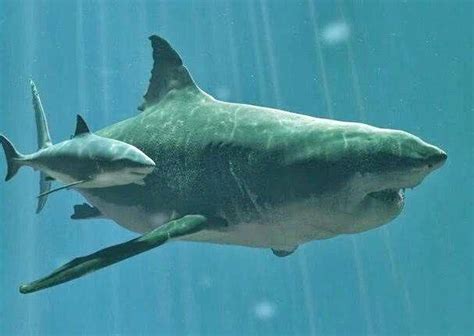 巨齿鲨有天敌吗，只有同为顶级掠食者的梅尔维尔鲸相匹敌