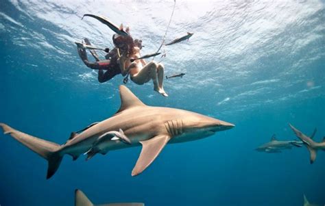 鱼疗！南非一大白鲨与数十条小鱼发生身体摩擦以去除角质