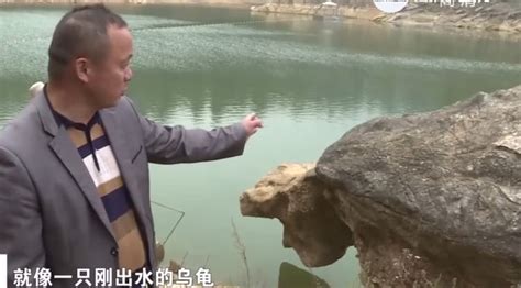日本石龟：会爬行的五色石