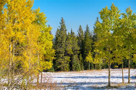 季节变化,雪秋树科罗拉多州,美国高清图片下载-正版图片300382300-摄图网