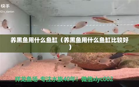 养黑鱼用什么鱼缸（养黑鱼用什么鱼缸比较好） - 白子银版鱼苗 - 广州观赏鱼批发市场