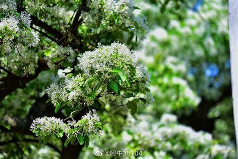 错过又要等一年！淄博这些流苏花开，满树白花如霜似雪，太惊艳|流苏|流苏树|响泉_新浪新闻