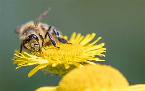 蜜蜂是怎样学习飞行的?
