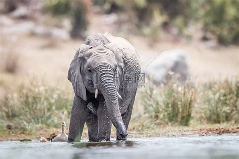 喝水的大象图片素材-正版创意图片500414918-摄图网