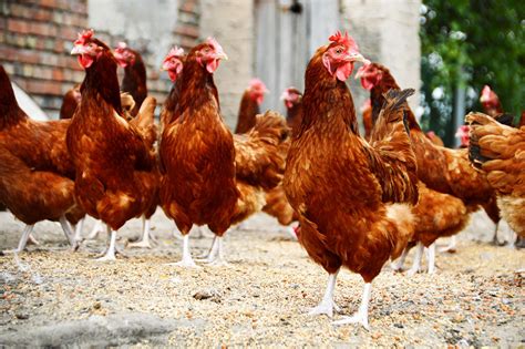 北京今日肉鸡价格：2022年1月7日北京肉鸡价格行情今日报价 - 畜小牧养殖网