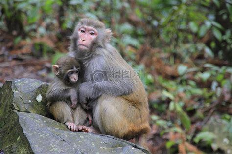 张家界猴子母子高清摄影大图-千库网