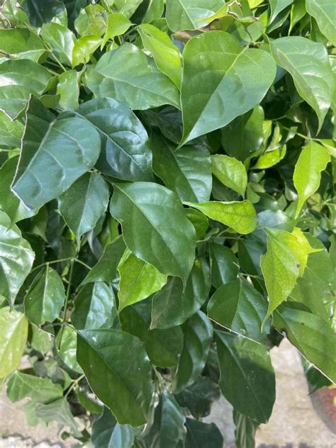 菜豆树图片