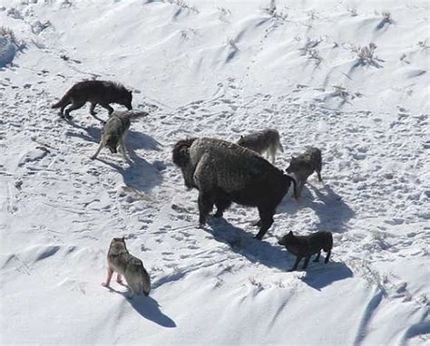 草原上巅峰对决：金雕攻击西伯利亚狼 - 神秘的地球 科学|自然|地理|探索