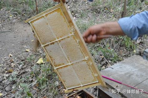 质量好的蜂蜜能放多长时间？优质成熟蜜常温下永存不坏 - 知乎