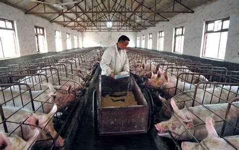 2017年中国养猪业现状分析及未来发展前景预测，养猪人快来看！