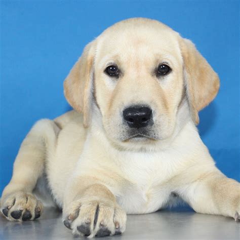 【拉布拉多犬】【图】拉布拉多犬和金毛的区别 3种介绍教您区分它们_伊秀宠物|yxlady.com