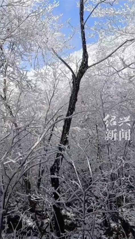 1月16日，浙江诸暨。玉树琼花，东白山上现绝美雾凇景观_腾讯视频