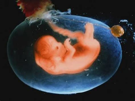 20周胎儿发育指标-20周孕妇的产检项目-孕妈之家