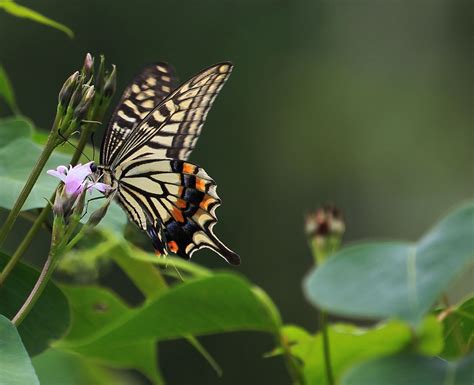 漂亮的蝴蝶图片-站在树叶上的蝴蝶素材-高清图片-摄影照片-寻图免费打包下载