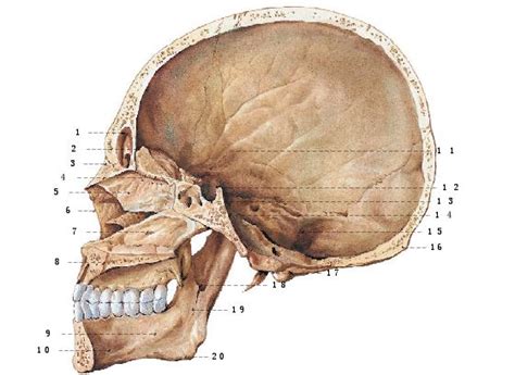 颅骨及其连接_《人体解剖学》在线阅读_【中医宝典】