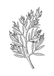 Hand drawn monochrome cumin plant sketch style Vector Image