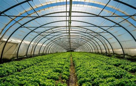 无土栽培蔬菜种植大棚-无土栽培温室大棚-青州市亿诚农业科技有限公司