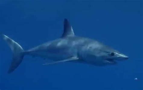 海洋巨兽——大白鲨，进化完美的掠食者，遇到虎鲸变鲨凋_鲨鱼