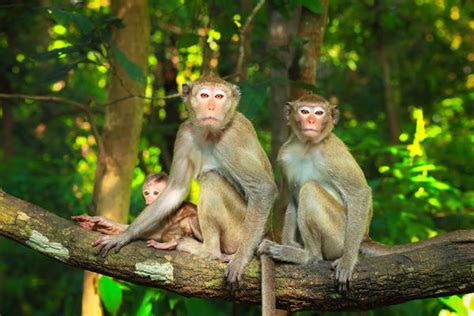 两只猴子图片,两只猴子抱一起的图,两只猴子(第4页)_大山谷图库