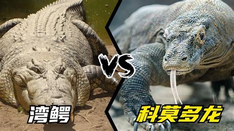 纪录片：鳄鱼VS科莫多龙，爬行动物的巅峰对决，谁是最强霸主？_腾讯视频