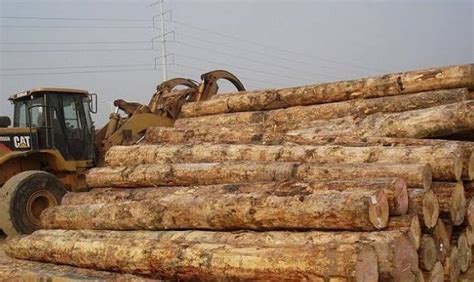 国内港口辐射松原木价格继续倒挂-中国木材网木材价格行情