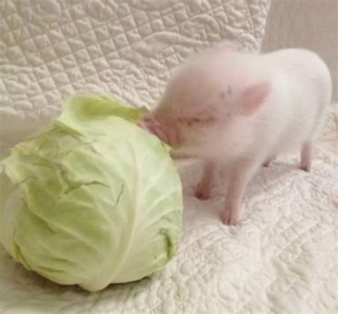 猪拱白菜图片