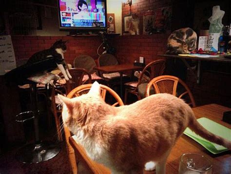 美食搭配喵星人！广州5家猫主题餐厅，猫奴必去的打卡圣地！