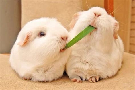 小兔兔被男生吃会发出什么声音_宠界趣闻 - 养宠客