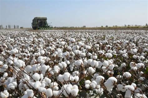 【图集】新疆的棉花采摘：机械与手工并存|界面新闻 · 影像