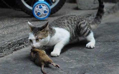 猫吃老鼠有害吗？ - 知乎