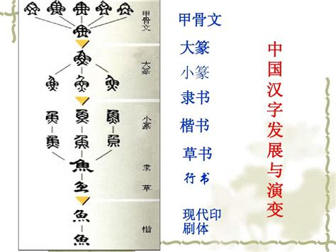 小树汉字）—兔字演变动画