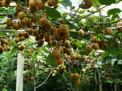 武汉植物园科技扶贫助推水城猕猴桃产业结硕果----中国科学院武汉植物园