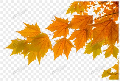 五颜六色的秋天树枝白色天空背景高清图片下载-正版图片507366609-摄图网
